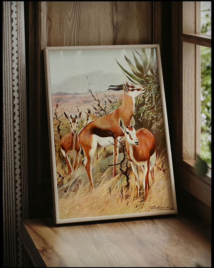 Springbok