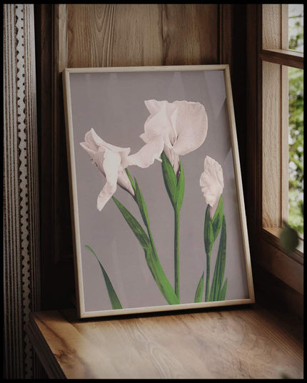 White Irises