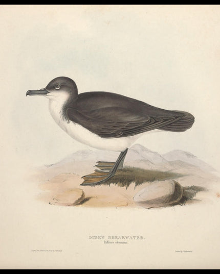 Puffinus Obscurus Poster