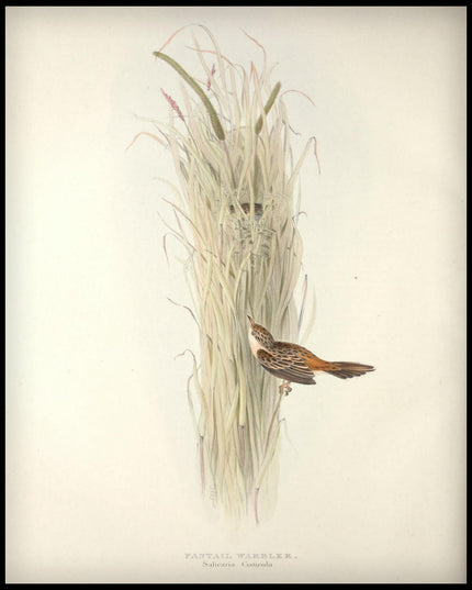 Salicaria Cisticola Poster