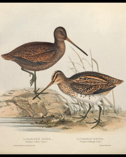 Scolopax Sabini & Gallinago Poster